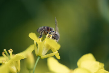 Beautiful bee collects nectar on rapeseed flowers, close-up.