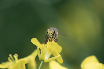 Beautiful bee collects nectar on rapeseed flowers, close-up.