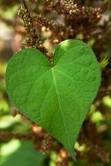 Leaf in the shape of a heart
