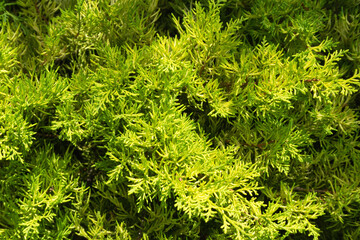 Green thuja branches. The branches are illuminated by the sun. There are deep shadows. The background is partially out of focus. Image for texture, background. Copy space.
