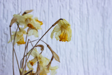A bouquet of dry daffodils in a crystal vase. The concept of a beautiful wilting, aging. Herbarium....