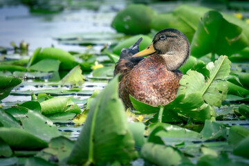 kaczka krzyżówka wśród liści lilii wodnej  © rpetryk