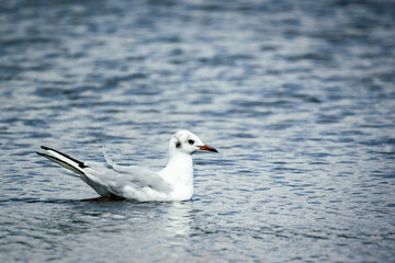 Fototapeta premium mewa śmieszka pływająca w wodzie