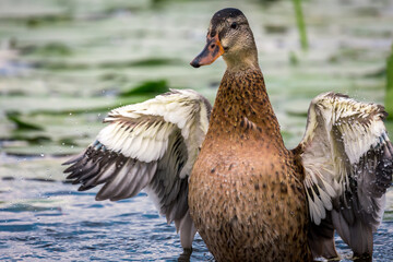 kaczka krzyżówka, rozpostarte skrzydła © rpetryk