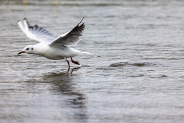 mewa śmieszka wzbija się do lotu nad wodą