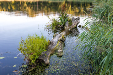 powalony pień drzewa w wodzie