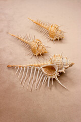 Decorated murex or the crest of Venus (lat.Murex pecten) is a gastropod mollusk from the genus Murex. A beautiful seashell with long spines. Set.