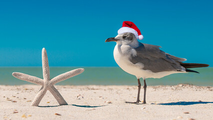 Fototapeta na wymiar Starfish and seagull on the beach. Christmas seagull in red Santa or Snowman hat at sunny beach. Holiday concept for Happy New Year post cards. Florida Winter. Ocean or Gulf of Mexico. Tropical Nature