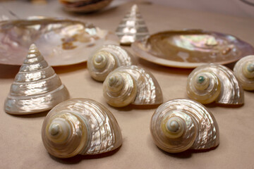 Set of mother-of-pearl shells, turbo, pyramid, pearl oysters. Exquisite expensive composition of...