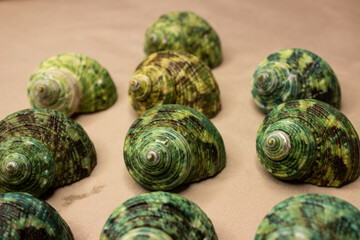 Ocean shell turbo krassus green. Screw, spiral, mother-of-pearl inside. A beautiful mollusk.