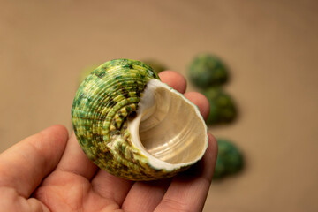 Ocean shell turbo krassus green. Screw, spiral, mother-of-pearl inside. A beautiful mollusk.