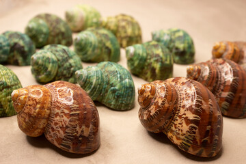 Set turbo shells. Sea shells Ocean shell turbo krassus and turbo petholatus. Molluscs are green and...