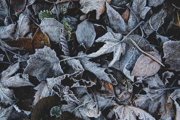 Dry leaves with frost in winter