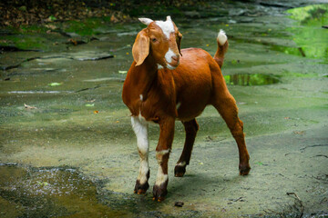 horse and foal