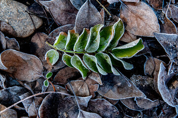 Dry leaves with frost in winter