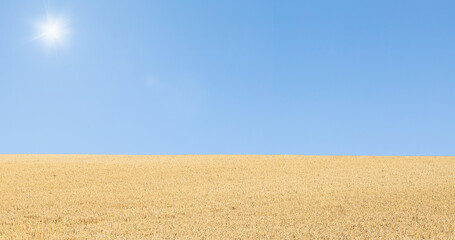 Fototapeta na wymiar golden wheat field and blue sky