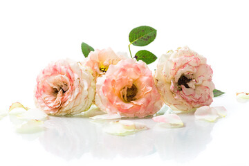 bouquet of beautiful roses isolated on white