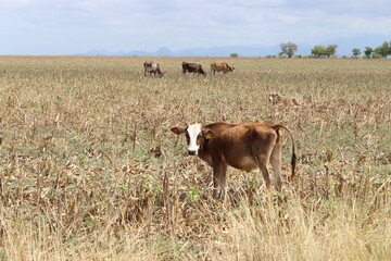 Ganado