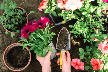 Woman  planting flower in a flower pot