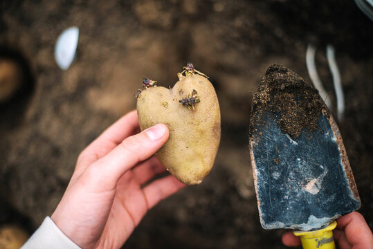Woman planting potatoes in a home vegetable garden