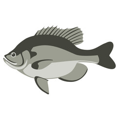 bluegill fish, vector illustration, flat style, side