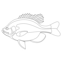 bluegill fish, vector illustration,   lining draw, side