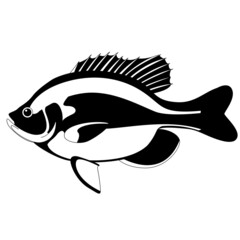 bluegill fish, vector illustration,  black silhouette, side