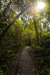 Fototapeta premium sun light through leaves in malaysia in the taman negara national park