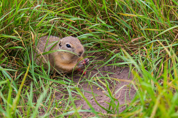 Wild European ground squirrel eating peanuts near hole among green grass. The Gopher in the wild nature. Background with copy space.