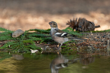 chaffinch drinking and bathing in the park pond (Fringilla coelebs)