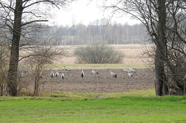 żurawie © Krzysztof