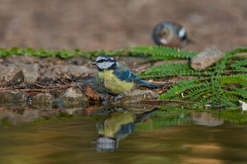 Blue Tit in the forest pond (Cyanistes caeruleus)