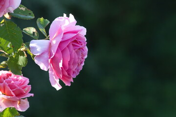 Gros plan sur une jolie rose