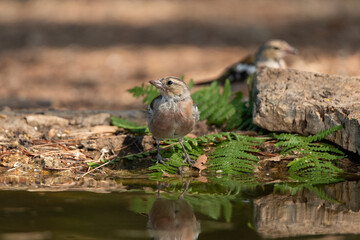 chaffinch drinking and bathing in the park pond (Fringilla coelebs)