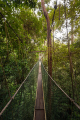canopy walkway in jungle of malaysia, taman negara national park