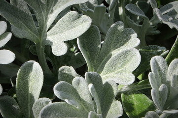 Macro view of the silver leaves on a Silver Brocade plant
