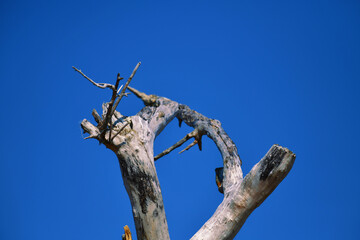 Top of a withered tree with numerous dry branches without bark on the ocean shore. Multicolored texture of a glossy, blurred plant surface against a blue sky.