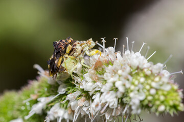 Pennsylvania jagged ambush bug