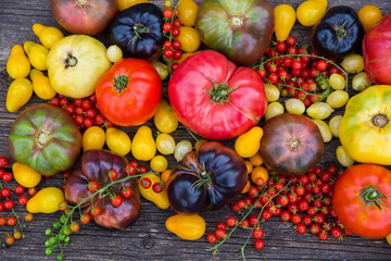 Heirloom tomatoes full of colors and taste