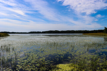 Landscape with lake, aquatic plants and forest on the horizon