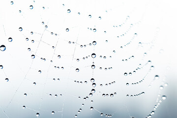 Dew drops on spider mesh. Abstract natural background. Pattern with dew drop texture on spider mesh on white background. Macro closeup.