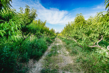 Ripe nectarine picking in summer orchard