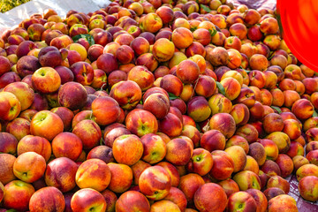 Ripe nectarine picking in summer orchard