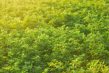 Clover plant (trefoil, genus Trifoliumat) growing in the field in the sun rays