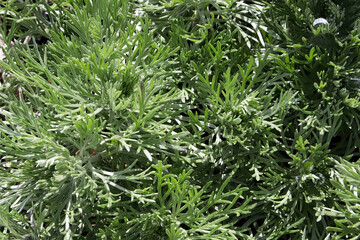 Fototapeta premium Delicate fern like leaves on a Silver Mound Plant