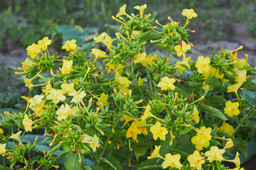 Yellow  flowers of Mirabilis Jalapa (four o'clock flower) blooming in the evening - Powered by Adobe