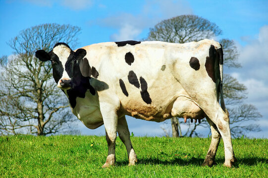 Holstein Friesian cow standing in a dairy agricultural livestock pasture field with a blue sky, stock photo image