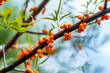 Outdoor sea buckthorn berries, ripe in autumn