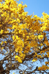 yellow tree