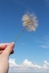 Fototapeta premium hand with dandelion